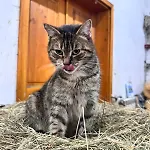Krolowo Séjour à la ferme *