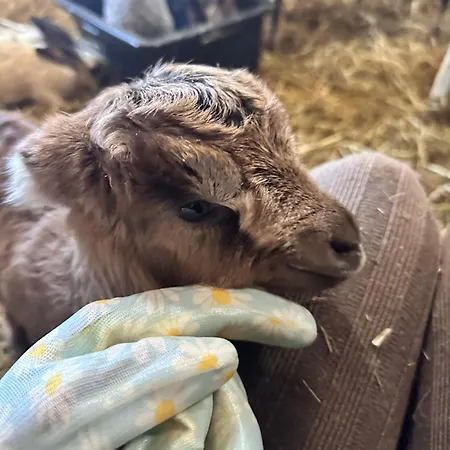 Krolowo ファームステイ *