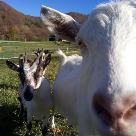 Çiftlik konaklama Krolowo *