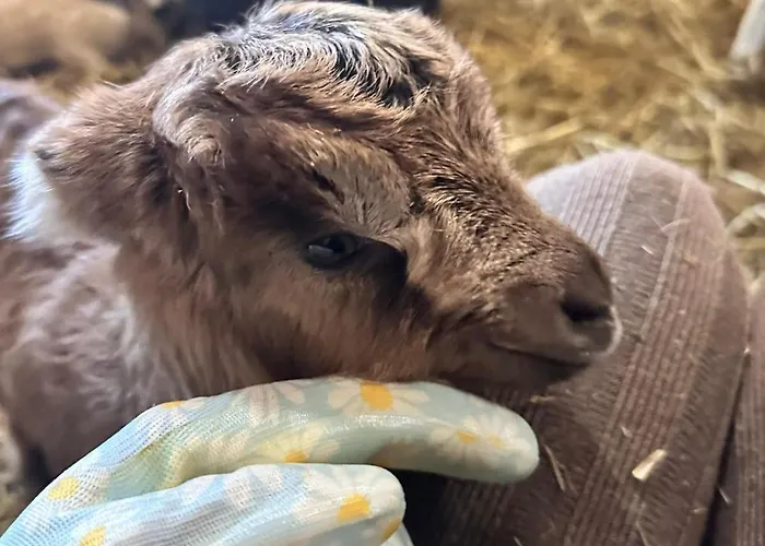 Krolowo ファームステイ *