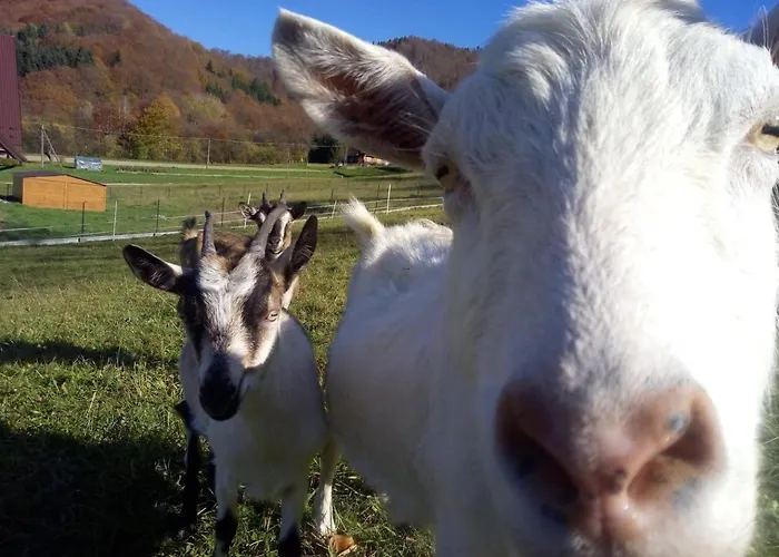 ファームステイ Krolowo *